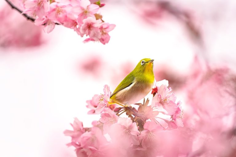 bird, warbling white-eye, ornithology-7082154.jpg